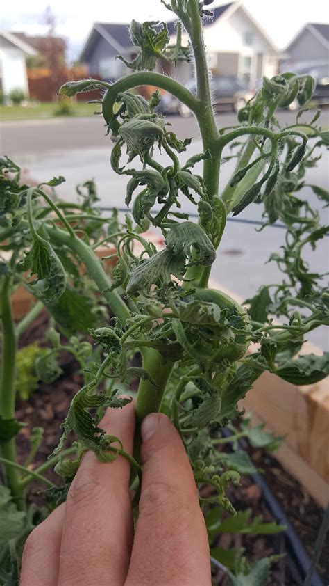 Can Anyone Explain Why My New Tomato Stemsleaves Are Suddenly Curling