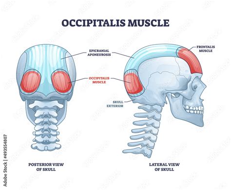 Occipitalis Muscle Occipital Belly As Scull Muscular System Outline
