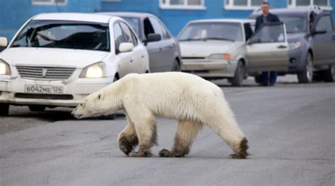 this exhausted polar bear wandering a siberian suburb is the latest face of the climate crisis
