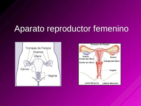 Pptx Aparato Reproductor Femenino Dokumentips