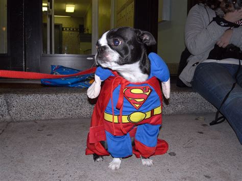 Funny Super Dogs New Images Funny Animals