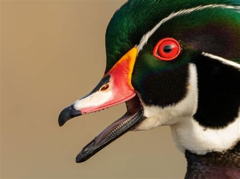 Do Ducks Have Teeth All You Need To Know Birdfact