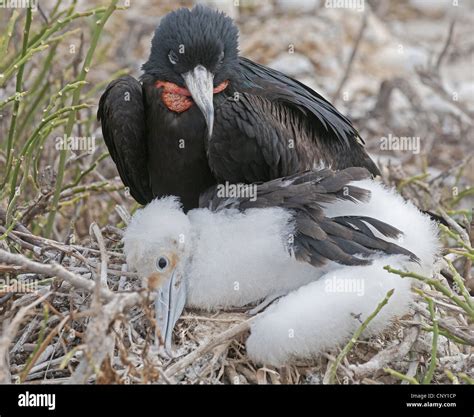 Magnificent Frigate Bird Fregata Magnificens With Large Chick At