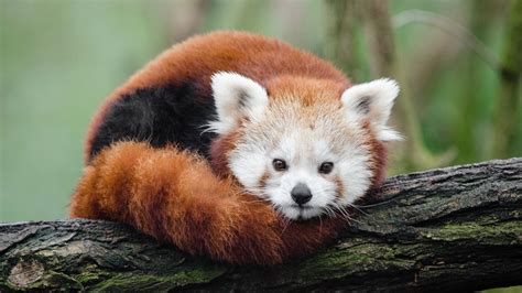 The Verge Review Of Animals The Red Panda The Verge