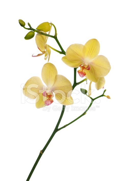 Light Yellow Orchid Flowers Isolated On White Stock Photo Royalty