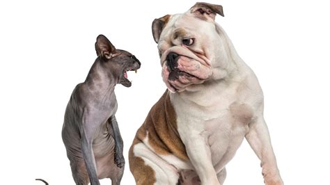 Animal emotions: Does your dog know when your cat is angry? - Big Think