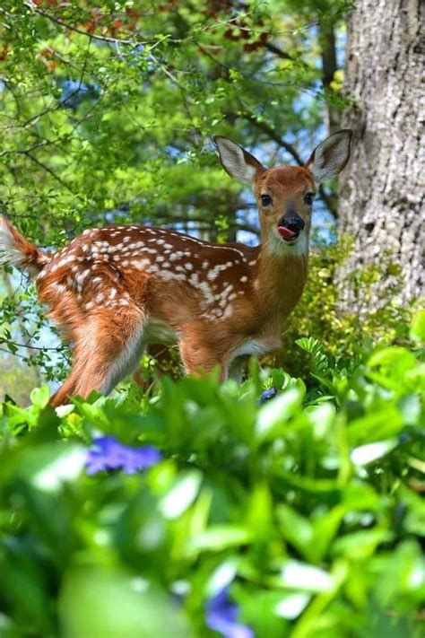 White Tailed Deer Fawn In Meadow Artofit