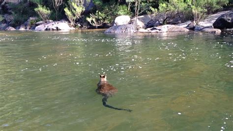 Can A Kangaroo Swim Watch This Wallaby Youtube