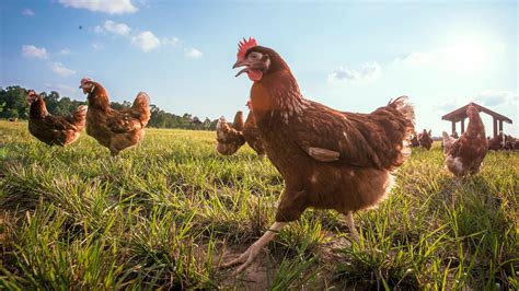 What To Make Of Those Animal Welfare Labels On Meat And Eggs The New