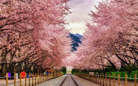 fly to south korea for cherry blossom season for 445 round trip places to see places to go