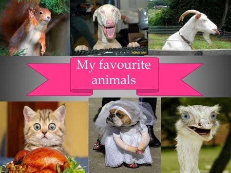 My Favourite Animals настя жиленко