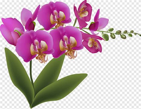 Cattleya Orchids Still Life With Fruit And Flowers Petal Flower Purple Leaf Png PNGEgg