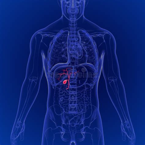 3d Illustration Of Human Gallbladder Anatomy 3d Rendering For Medical