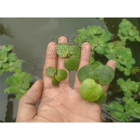 Jual Tanaman Aquascape Limnobium Laevigatum Amazon Frogbit Penyerap