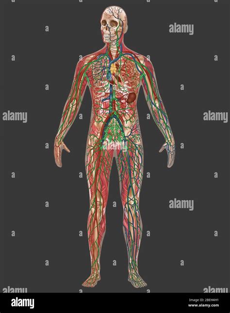 Man Anatomy Diagram