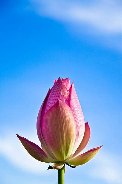 Are you searching for lotus flower png images or vector? Pink Lotus Flower Bud With Beautiful Blue Sky Background ...