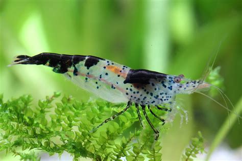 Neocaridina Davidi Black Rili Crevette Naine D Eau Douce Fiche