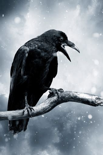 Raven Stock Photo Download Image Now Istock