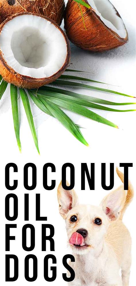 Maybe you would like to learn more about one of these? Coconut Oil For Dogs - What Are The Benefits And Does It ...
