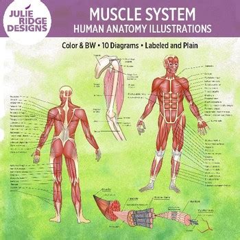 Human Anatomy Muscle System Diagrams by Julie Ridge Designs | TpT
