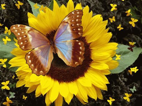 Animated Pictures Of Flowers And Butterflies 2 Best