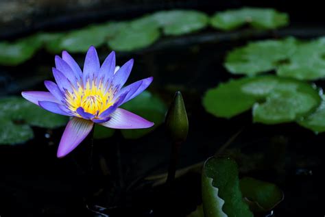 Purple Water Lily · Free Stock Photo