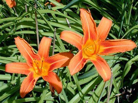Orange Daylily 10pcs Edible Flower Young Shoots And Roots Etsy