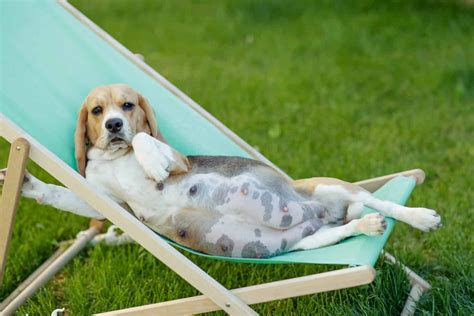 Beagle Pregnancy Gestation Period Weekly Milestones And Care Guide