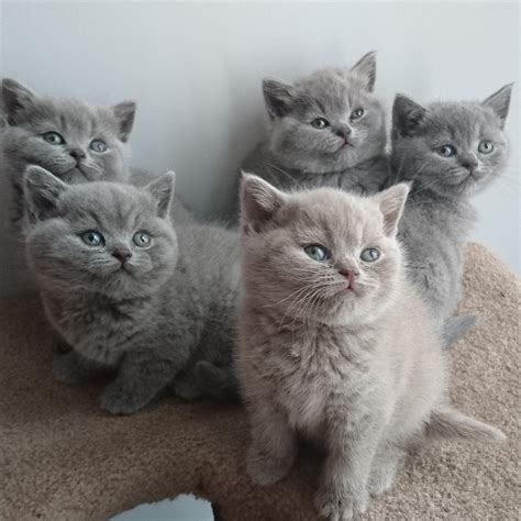 Adorable British Shorthair Kittens For Adoption