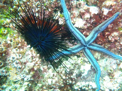 Sea Urchins Of The Northern Gulf Of California Wiki