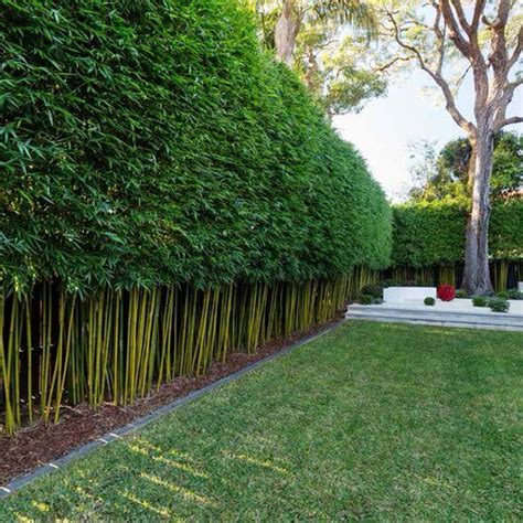 23 Fantastic Landscaping With Bamboo Ideas Balcony Garden Web