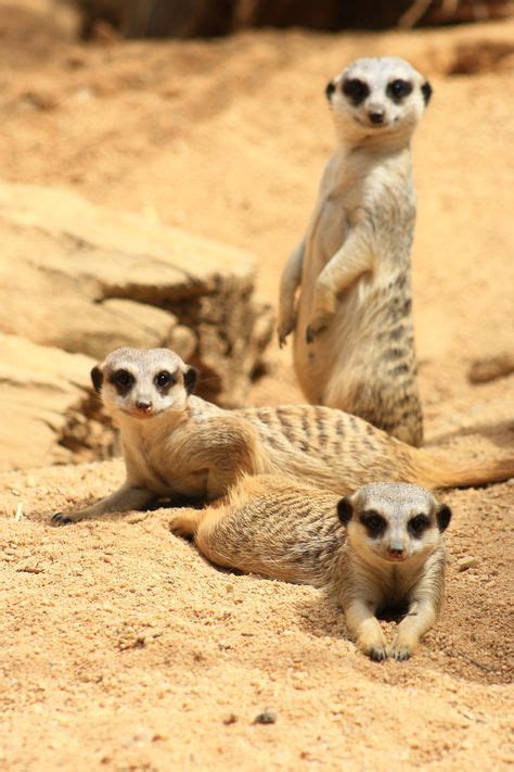 370 Meerkats And Prairie Dogs Ideas Prairie Dog Meerkat Dogs