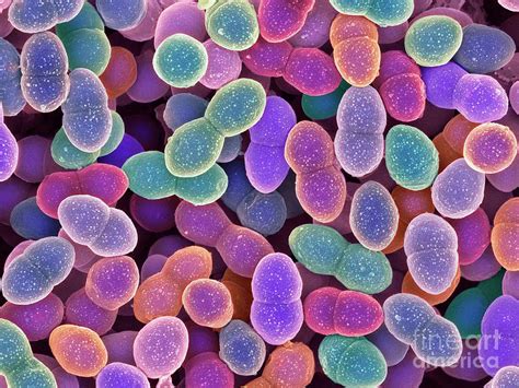 Enterococcus Faecalis Bacteria Photograph By Dennis Kunkel Microscopy