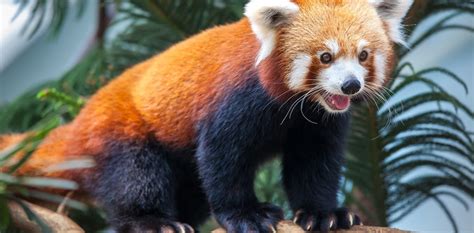 Red Pandas May Be Two Different Species This Raises Some