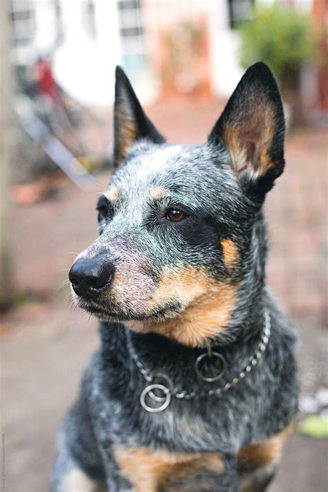 Close Up Portrait Of Blue Heeler Dog In Backyard In