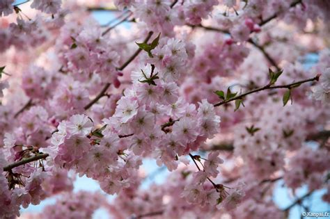 Cerisier En Fleur Japon Date Du Japon Et Des Fleurs