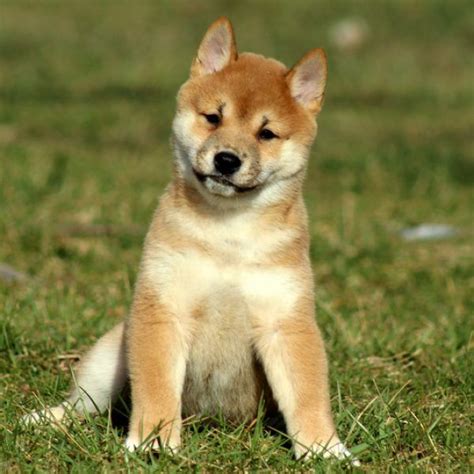 Puppyfinder.com is your source for finding an ideal puppy for sale in usa. Shiba Inu Puppies For Sale Bay Area