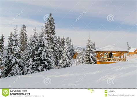 Tall Fir Trees Covered With Snow And A Small Wooden House