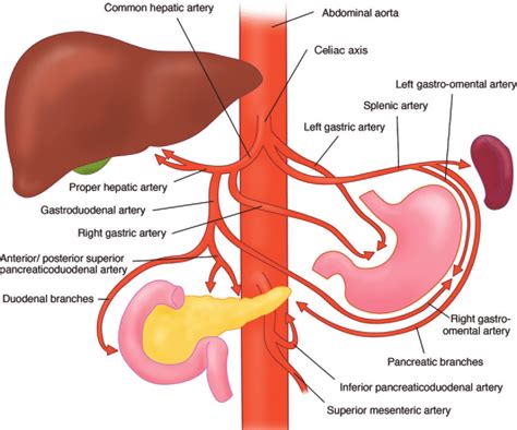 Schematic Illustration Shows The Normal Arterial Supply Of The Foregut Download Scientific