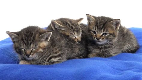 Cute Baby Tabby Kitten Sleeping On Blue Blanket On White Background