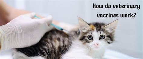 How Veterinary Vaccines Work | Rau Animal Hospital