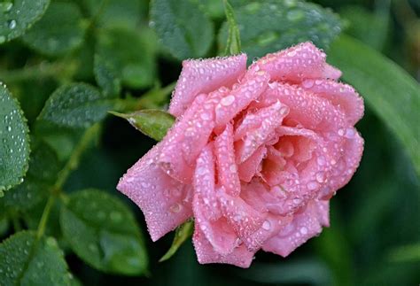 Pink Tea Rose In Dew Photograph By Gaby Ethington Fine Art America