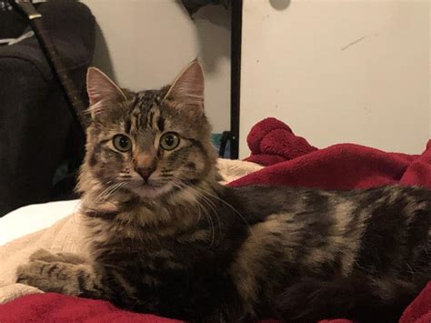 Found Cat Unknown In Fremont Ca Lost My Kitty