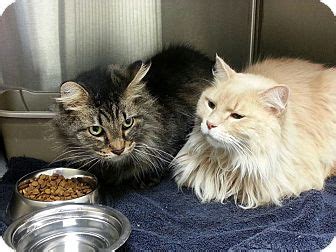 2 yrs and 5 mths. Toledo, OH - Maine Coon. Meet Spice and Junior a Cat for ...