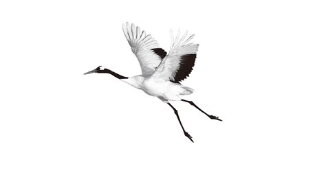Crane Clipart Animal Crane Animal Transparent Free For Download On