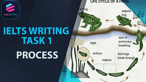 Ielts Writing Task 1 Process Chart