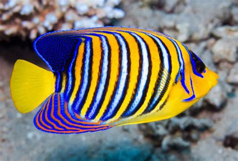 Know About The Beautiful Fishes That You Can Pets Nurturing