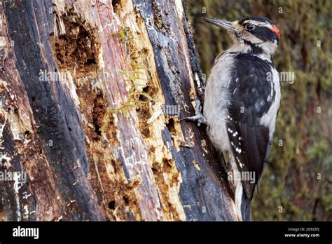 male hairy woodpecker leuconotopicus villosus clinging to standing rotting tree queets river