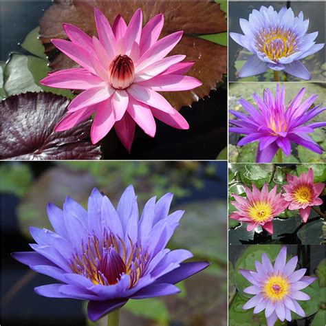 Buy Assorted Tropical Water Lilies The Pond Guy