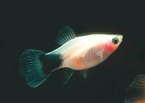 Tropical Fish International Pte Ltd Fishes Guppies